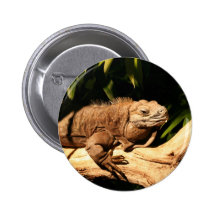 Iguana jamaicana en peligro pins