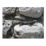 Iguana mexicana postales