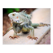 Iguana Postales