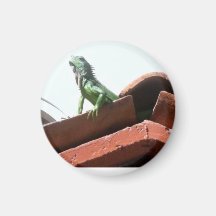 Iguana que toma el sol imán para frigorífico