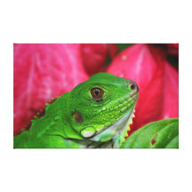 Iguana - rosa y verde lienzo envuelto para galerías