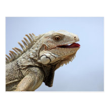 Iguana Tarjeta Postal