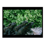 Iguanas marinas postal