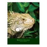 Iguanas Postales
