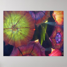 Iluminación floral poster