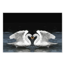 Imagen de espejo blanca del cisne mudo arte fotografico