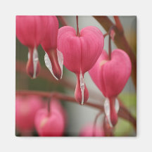 Imagen de los corazones sangrantes imanes para frigoríficos