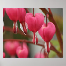 Imagen de los corazones sangrantes impresiones