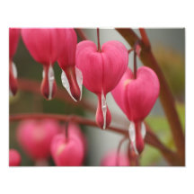 Imagen de los corazones sangrantes impresiones fotograficas