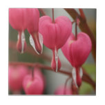 Imagen de los corazones sangrantes teja
