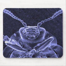 Imagen del escarabajo de hoja - microscopio electr tapete de ratones