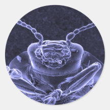 Imagen del escarabajo de hoja - microscopio electr pegatinas redondas