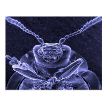 Imagen del escarabajo de hoja - microscopio electr tarjeta postal