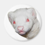 Imagen del hurón del albino imán
