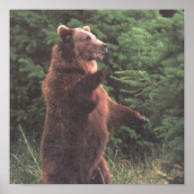 Imagen del oso de Brown Poster