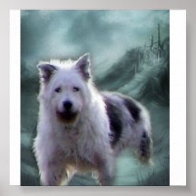 Imagen hermosa de mi collie barbudo poster