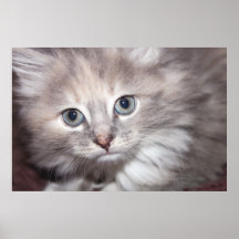 IMAGEN HERMOSA DEL GATITO ENMARCADA POSTERS