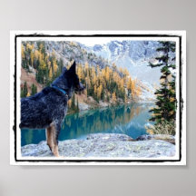 Imagen/poster "máximos" caninos de la protección