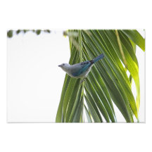 Imagen tropical del pájaro en la palmera impresión fotográfica