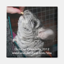 Imán 2012 de la chinchilla de octubre