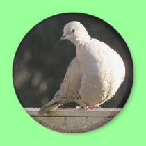 Imán agarrado de la paloma imanes