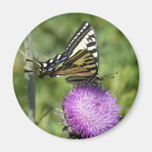 Imán amarillo de la mariposa del swallowtail