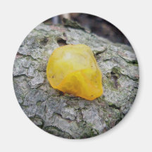 Imán amarillo del hongo de jalea