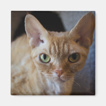 Imán anaranjado del gato de Tabby