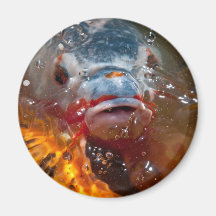 imán azul de los pescados