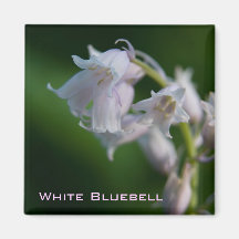Imán blanco del Bluebell