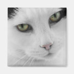 Imán blanco del gato