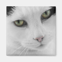 Imán blanco del gato