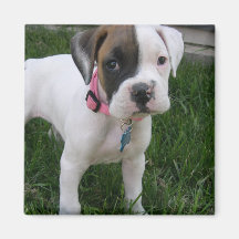 Imán blanco del perrito del boxeador