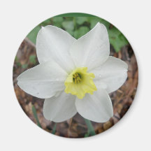 Imán blanco y amarillo del narciso