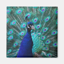 Imán bonito del pavo real