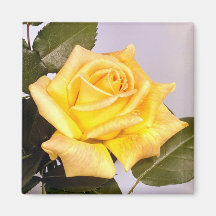 Imán color de rosa de la elegancia