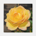 Imán color de rosa glorioso