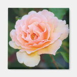 Imán color de rosa perfecto de la imagen