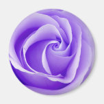 Imán color de rosa púrpura