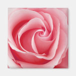 Imán color de rosa rosado - cuadrado