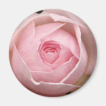 imán color de rosa rosado delicado