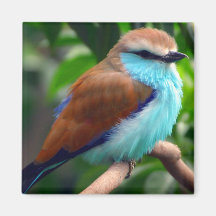 Imán colorido del pájaro