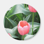 Imán con los tulipanes rosados imanes