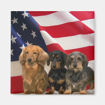 Imán de América del Dachshund