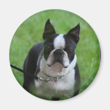 Imán de Boston Terrier