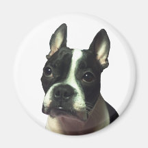Imán de Boston Terrier