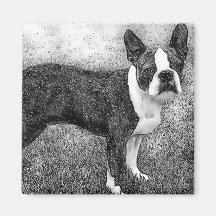 Imán de Boston Terrier
