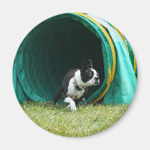 Imán de Boston Terrier de la agilidad