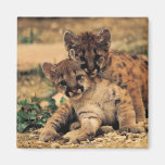 Imán de Cubs de tigre