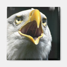Imán de Eagle Screach